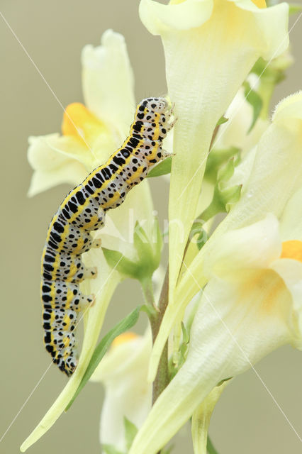 Vlasbekuiltje (Calophasia lunula)