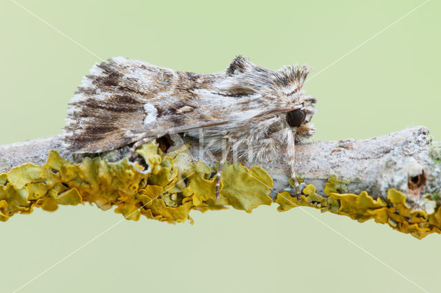 Toadflax Brocade (Calophasia lunula)