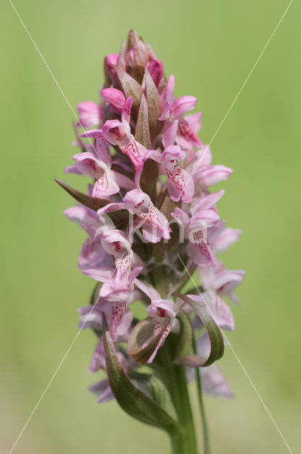 Vleeskleurige orchis (Dactylorhiza incarnata)