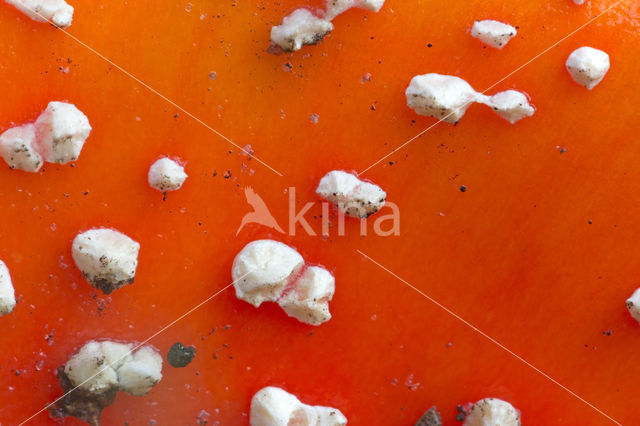 Fly agaric (Amanita muscaria)