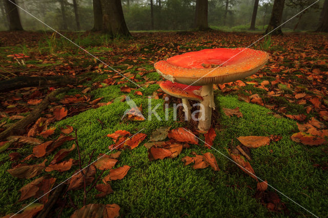 Vliegenzwam (Amanita muscaria)