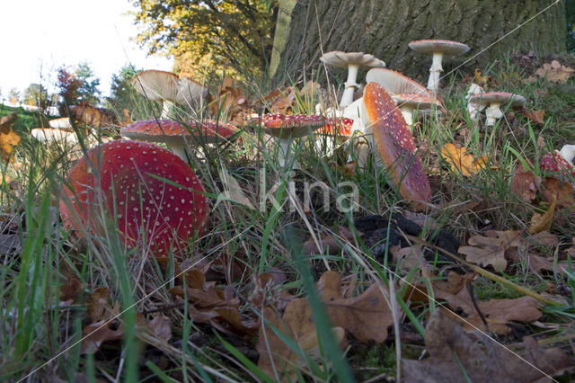 Vliegenzwam (Amanita muscaria)