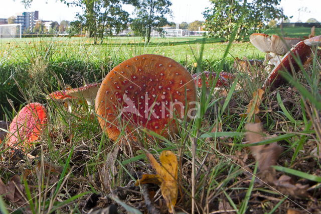 Vliegenzwam (Amanita muscaria)