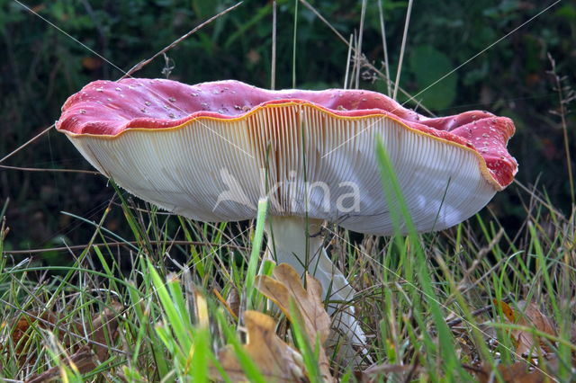 Vliegenzwam (Amanita muscaria)