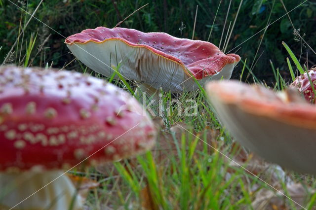 Vliegenzwam (Amanita muscaria)