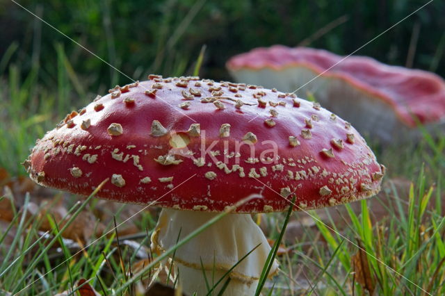 Vliegenzwam (Amanita muscaria)