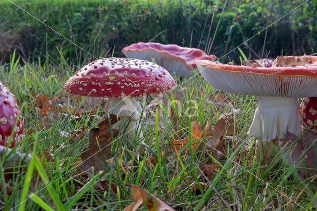 Vliegenzwam (Amanita muscaria)