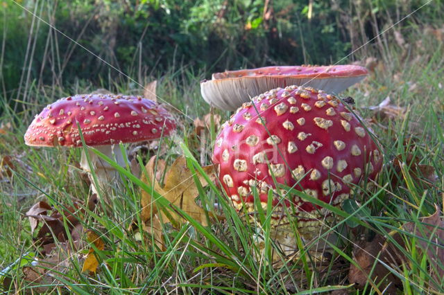 Vliegenzwam (Amanita muscaria)