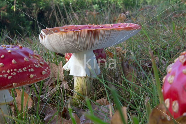 Vliegenzwam (Amanita muscaria)