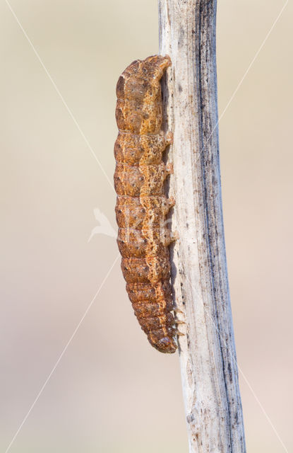 Lesser Yellow Underwing (Noctua comes)