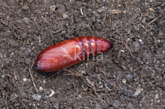 Lesser Yellow Underwing (Noctua comes)