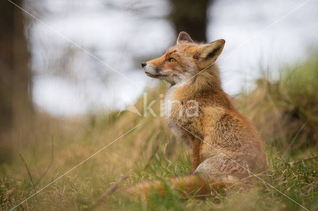 Fox (Vulpes vulpes)