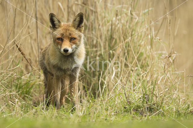 Vos (Vulpes vulpes)