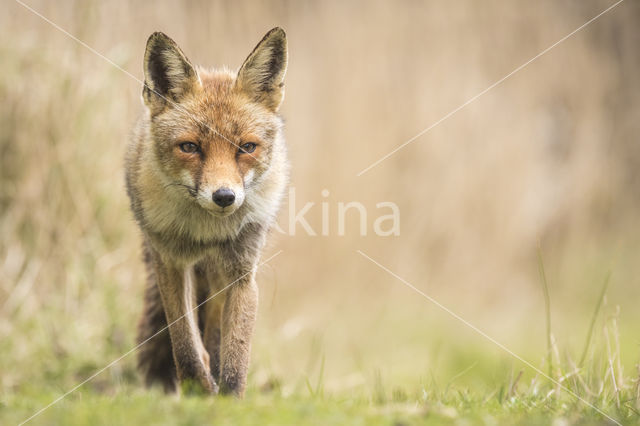 Vos (Vulpes vulpes)