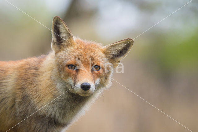 Vos (Vulpes vulpes)