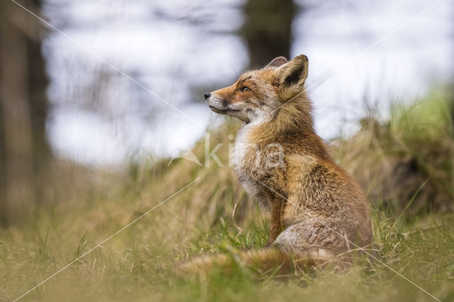 Vos (Vulpes vulpes)