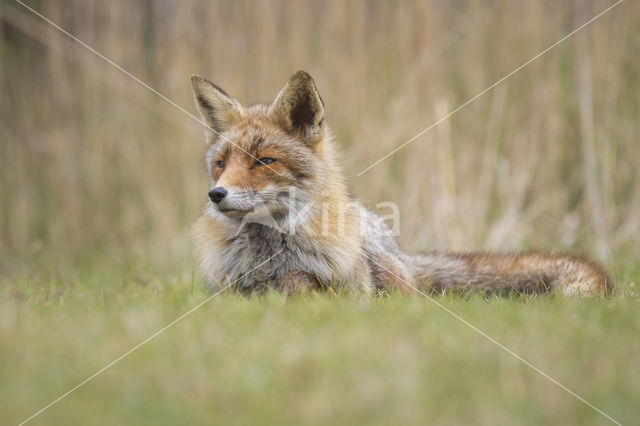 Vos (Vulpes vulpes)