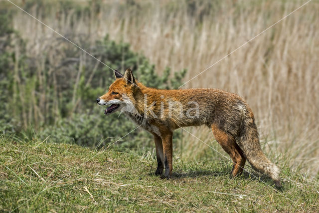 Vos (Vulpes vulpes)