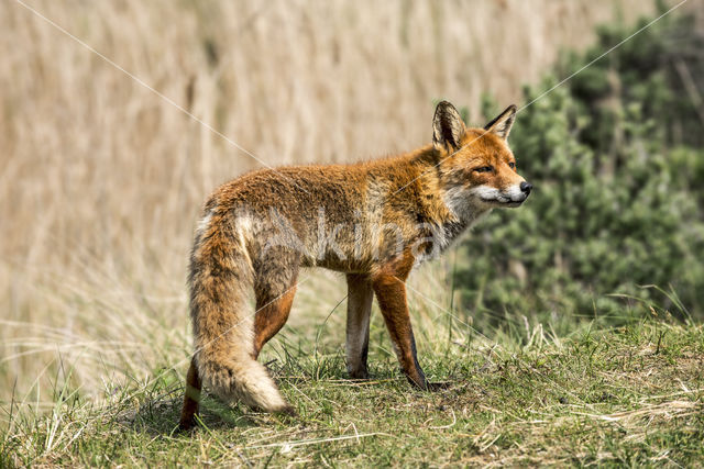 Vos (Vulpes vulpes)