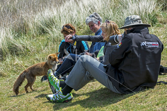 Vos (Vulpes vulpes)