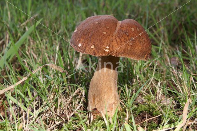 Vroeg eekhoorntjesbrood (Boletus reticulatus)