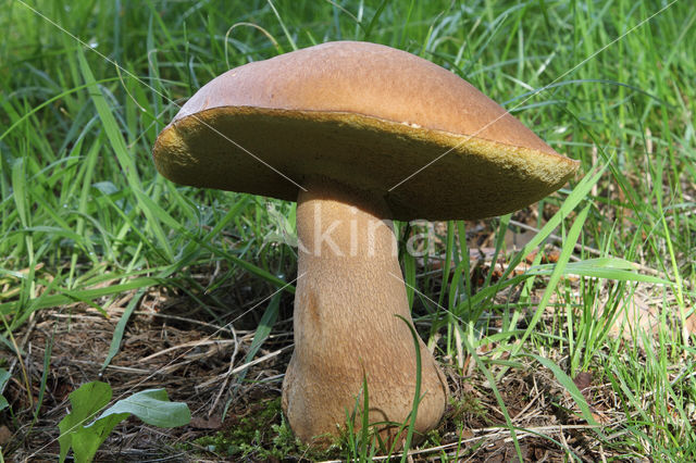 Vroeg eekhoorntjesbrood (Boletus reticulatus)