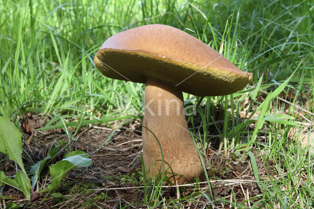 Vroeg eekhoorntjesbrood (Boletus reticulatus)