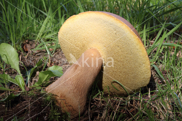 Vroeg eekhoorntjesbrood (Boletus reticulatus)