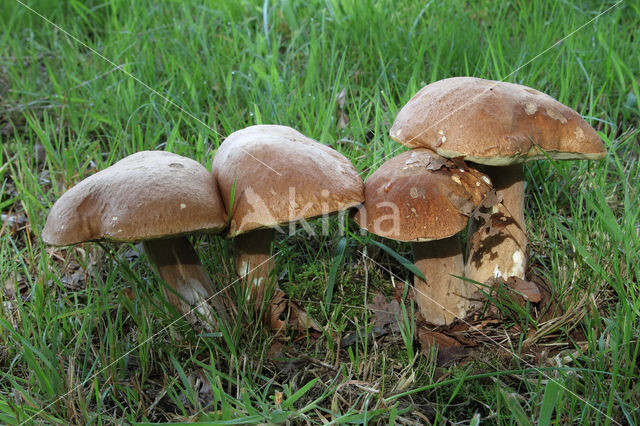 Vroeg eekhoorntjesbrood (Boletus reticulatus)