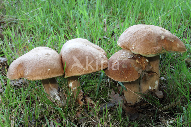 Vroeg eekhoorntjesbrood (Boletus reticulatus)