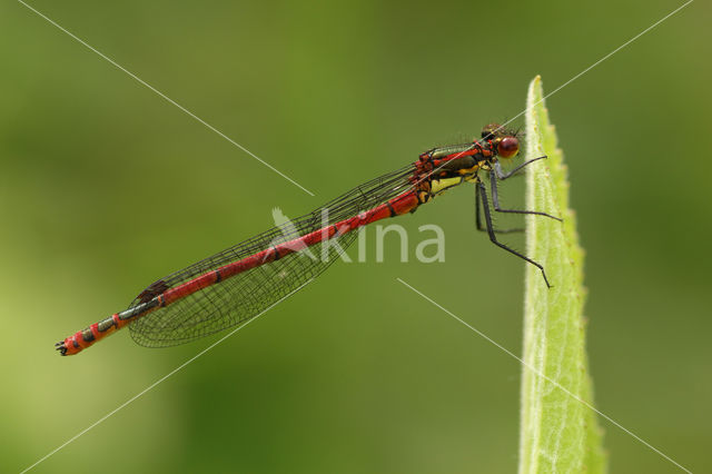 Large Red Damselfly (Pyrrhosoma nymphula)