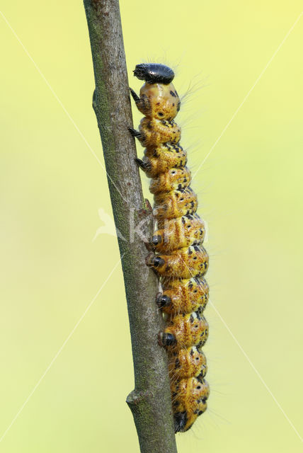 Buff-tip (Phalera bucephala)