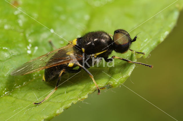 twin-spotted major (Oxycera leonina)