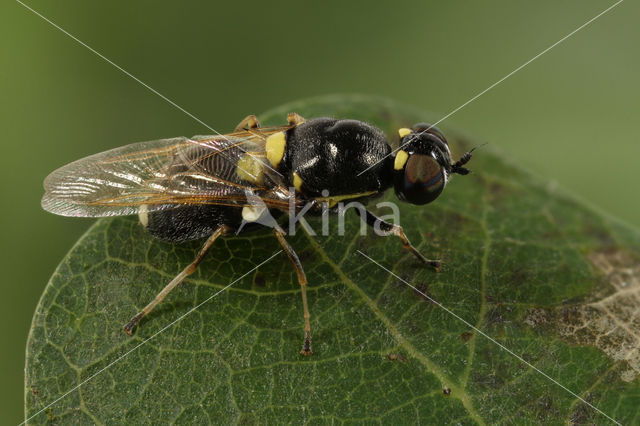 twin-spotted major (Oxycera leonina)