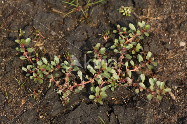 Waterpostelein (Lythrum portula)