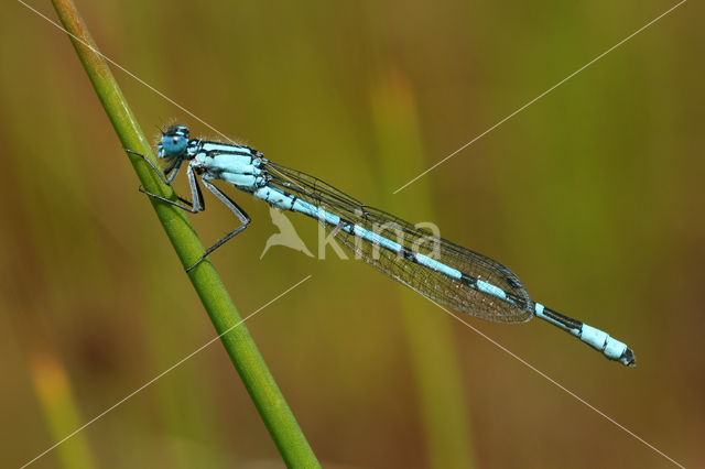 Common Blue Damselfly (Enallagma cyathigerum)