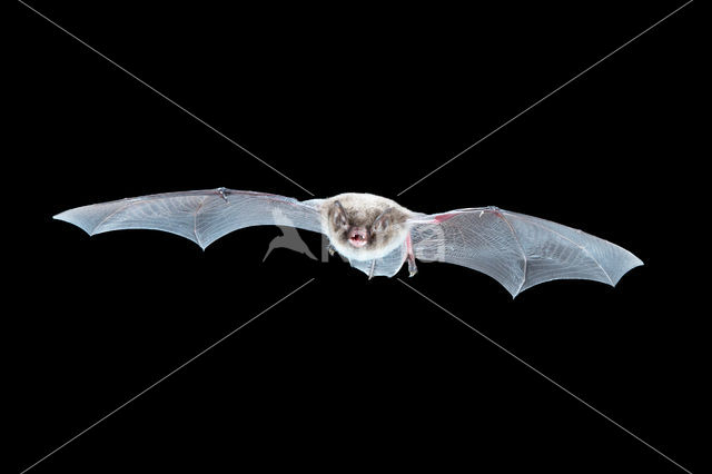 Daubenton's Bat (Myotis daubentonii)