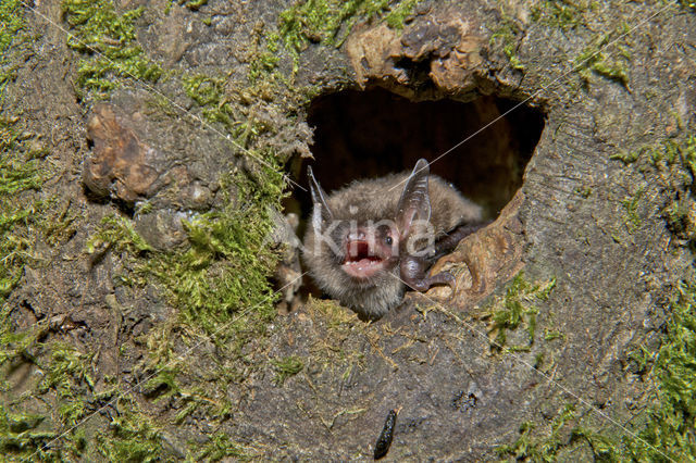 Watervleermuis (Myotis daubentonii)