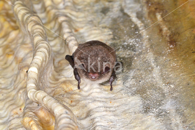 Watervleermuis (Myotis daubentonii)