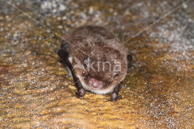 Watervleermuis (Myotis daubentonii)