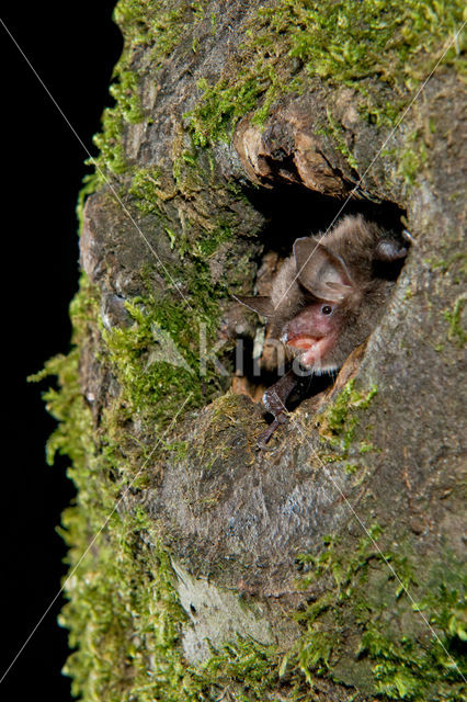 Watervleermuis (Myotis daubentonii)