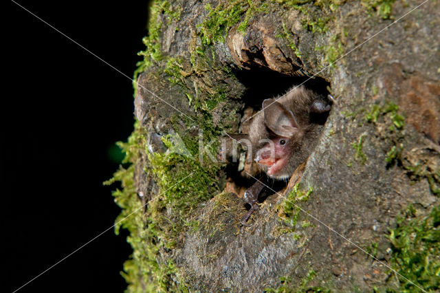 Watervleermuis (Myotis daubentonii)