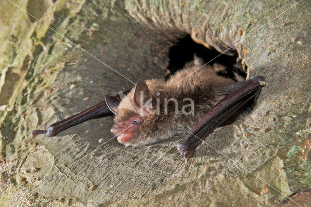 Watervleermuis (Myotis daubentonii)