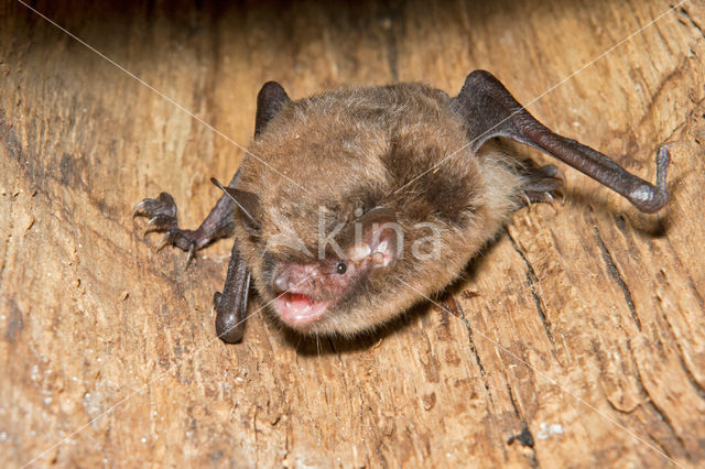 Watervleermuis (Myotis daubentonii)