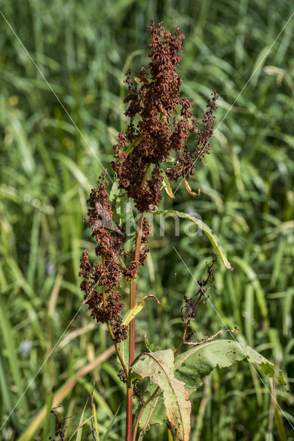 Waterzuring (Rumex hydrolapathum)