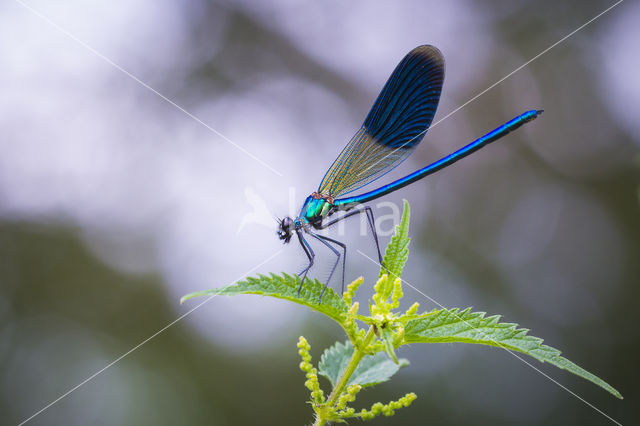 Weidebeekjuffer (Calopteryx splendens)