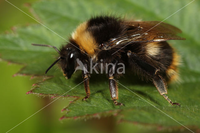 Weidehommel (Bombus pratorum)