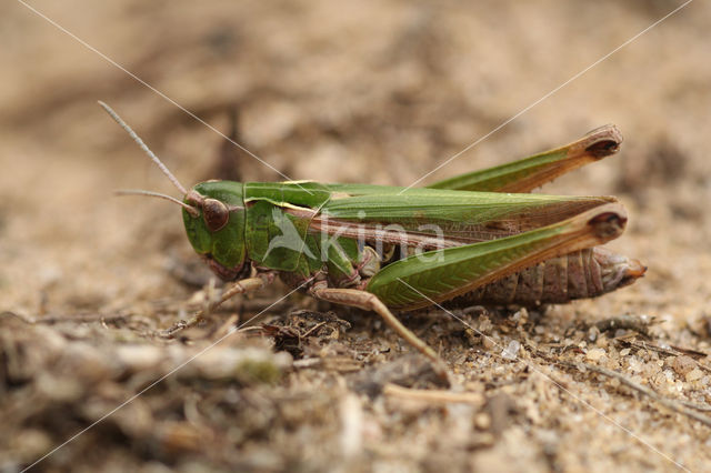 Wekkertje (Omocestus viridulus)