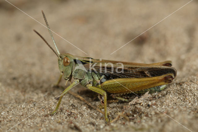 Common Green Grasshopper (Omocestus viridulus)