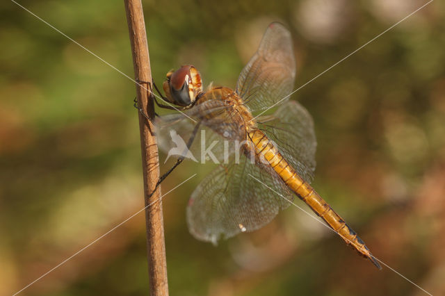 Wandering Glider (Pantala flavescens)